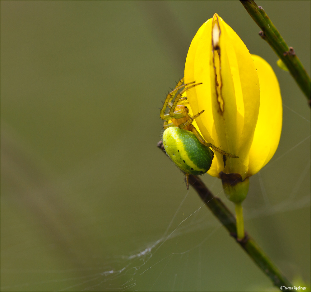 Kürbisspinne (Araniella cucurbitina)