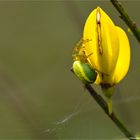 Kürbisspinne (Araniella cucurbitina)