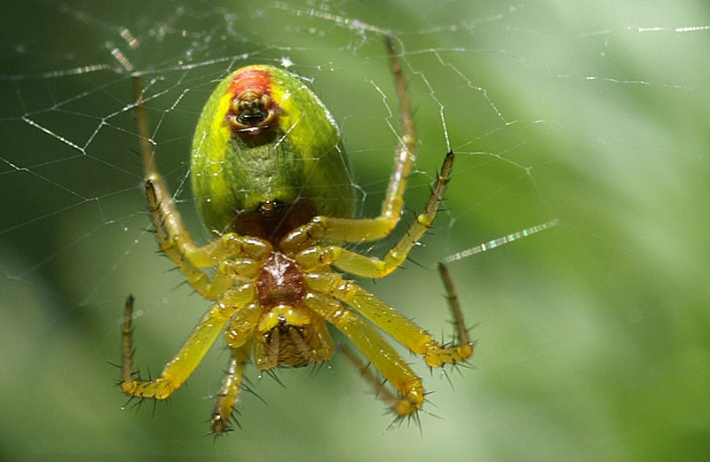 Kürbisspinne (Araniella cucurbitina)