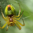 Kürbisspinne (Araniella cucurbitina)