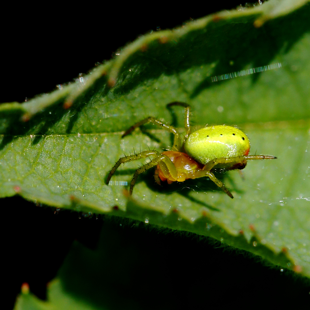 Kürbisspinne (Araniella cucurbitina) Foto & Bild | tiere, wildlife ...