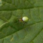 Kürbisspinne (Araniella cucurbitina) beim Netzbau