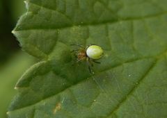 Kürbisspinne (Araniella cucurbitina) beim Netzbau