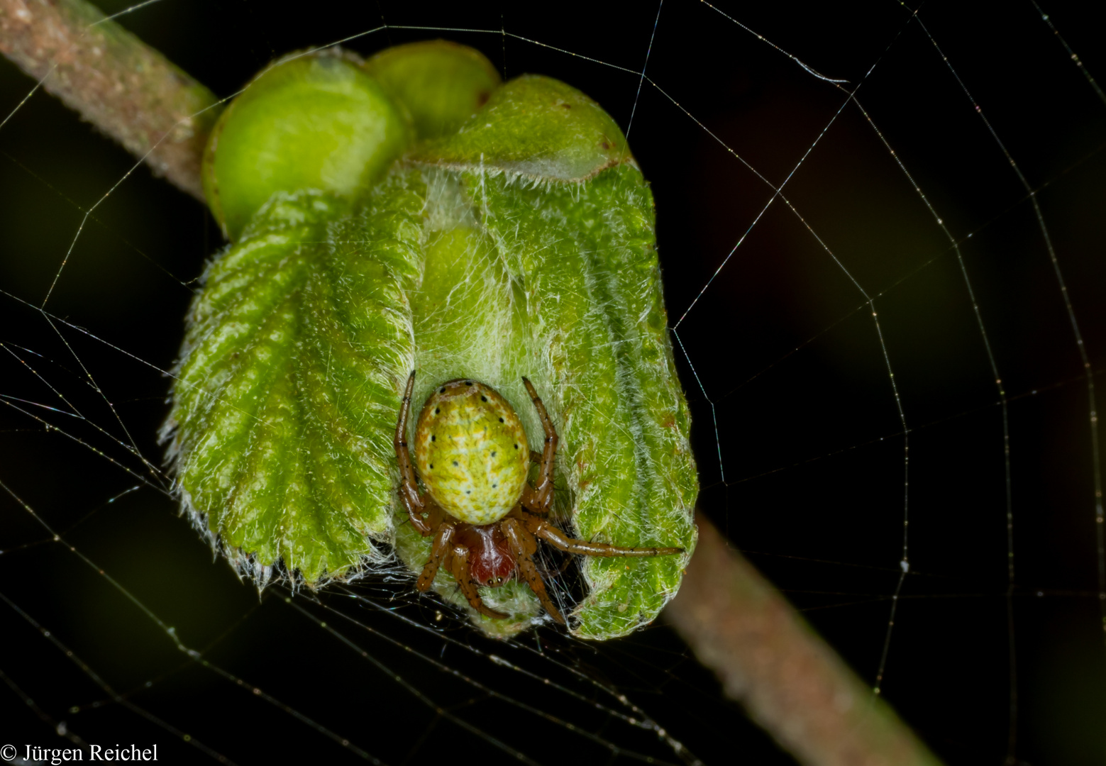 Kürbisspinne (Araniella cucurbitina) 