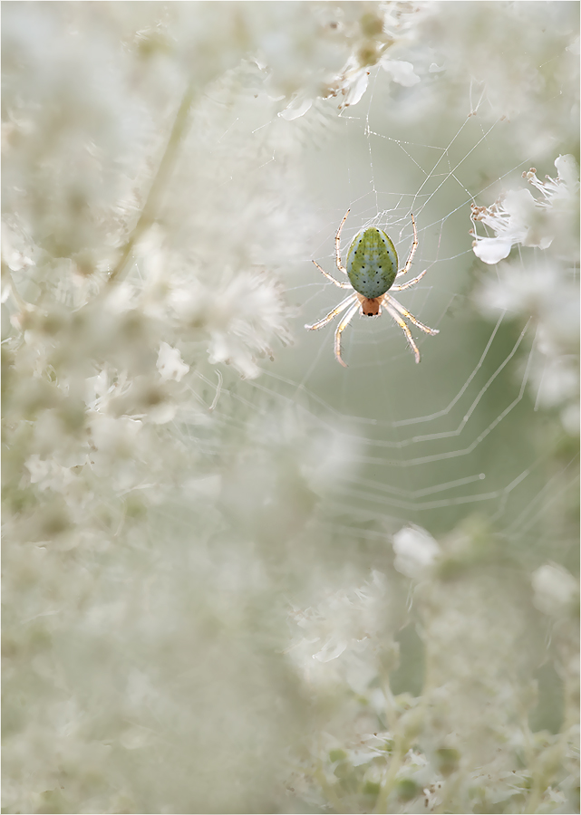 Kürbisspinne Araniella cucurbitina (Weibchen)