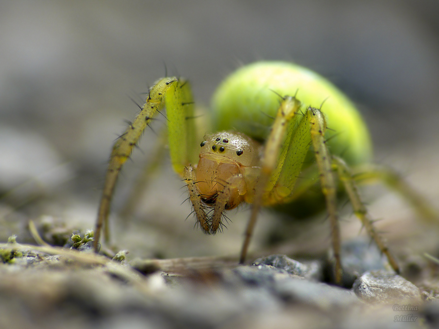 Kürbisspinne (Araniella cucurbitina) Weibchen