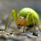 Kürbisspinne (Araniella cucurbitina) Weibchen