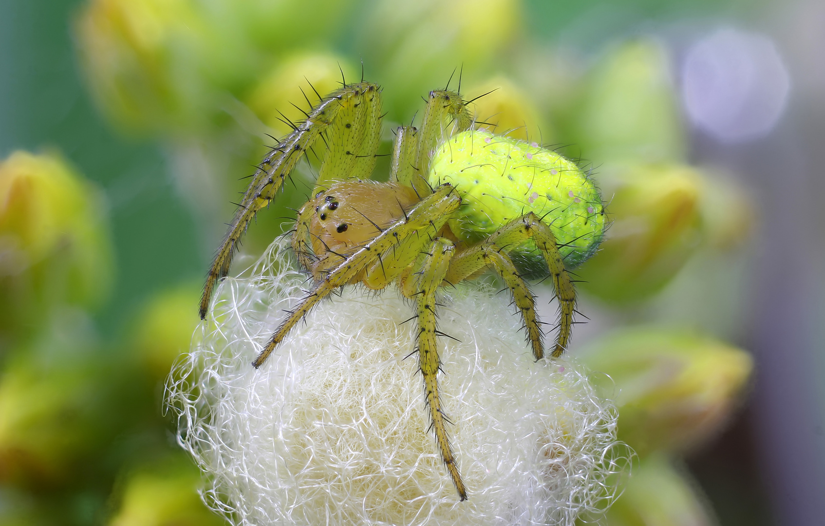 Kürbisspinne (Araniella cucurbitina)1