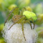 Kürbisspinne (Araniella cucurbitina)1