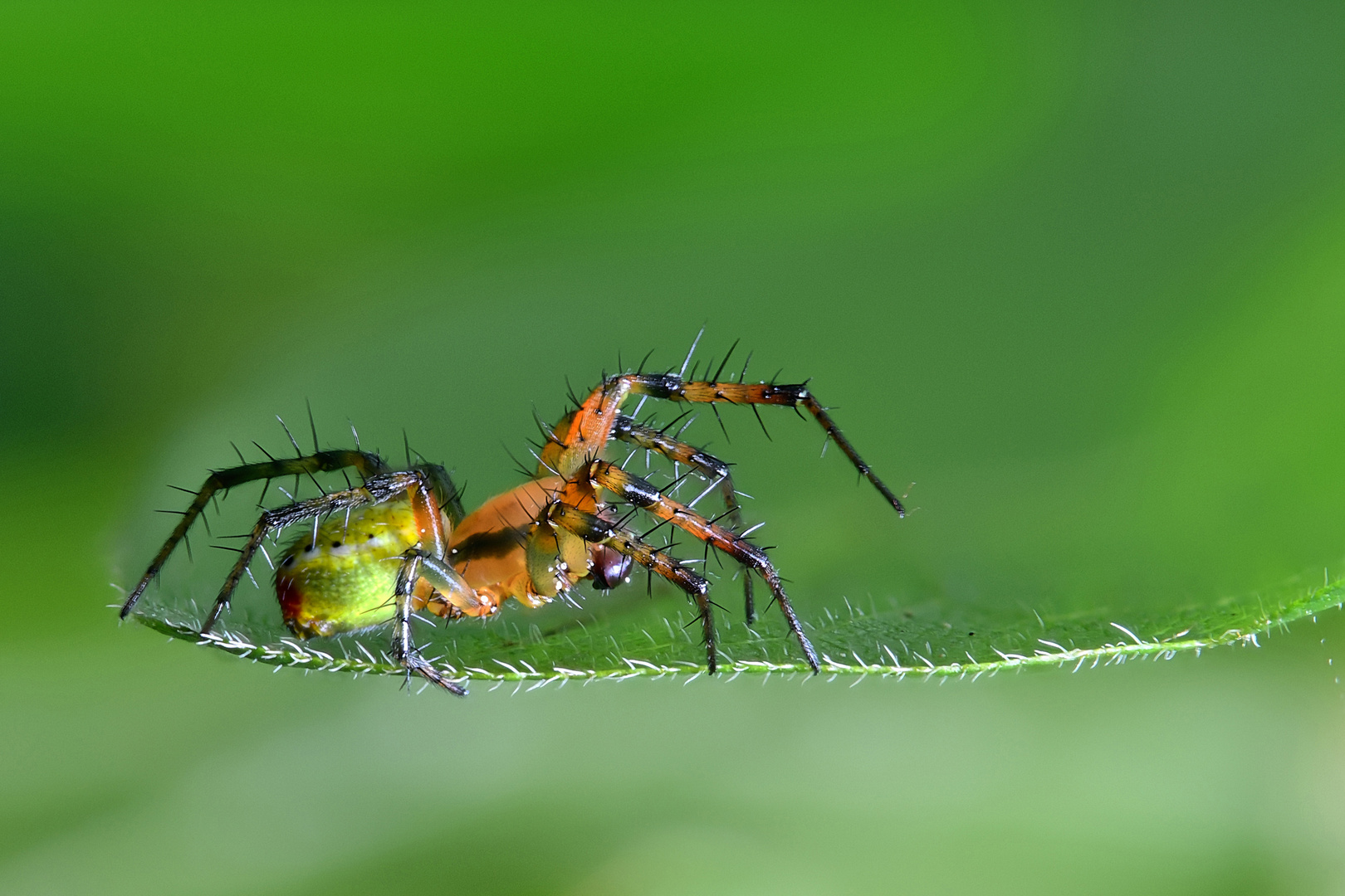 Kürbisspinne (Araniella cucurbitina)2