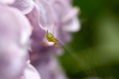 Kürbisspinne (Araniella curcurbitina)