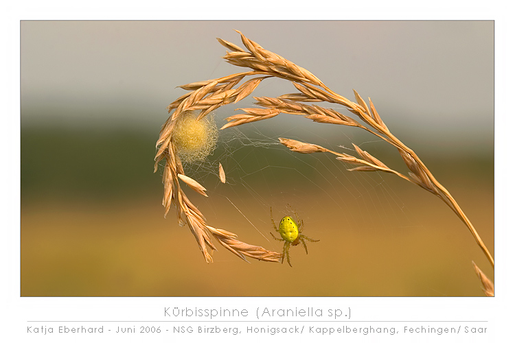 Kürbisspinne (Araniella sp.)