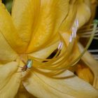 Kürbisspinne (Aranielle cucurbitina) auf gelber Azaleenblüte