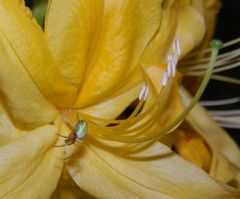 Kürbisspinne (Aranielle cucurbitina) auf gelber Azaleenblüte