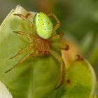 Kürbisspinne auf der Lauer