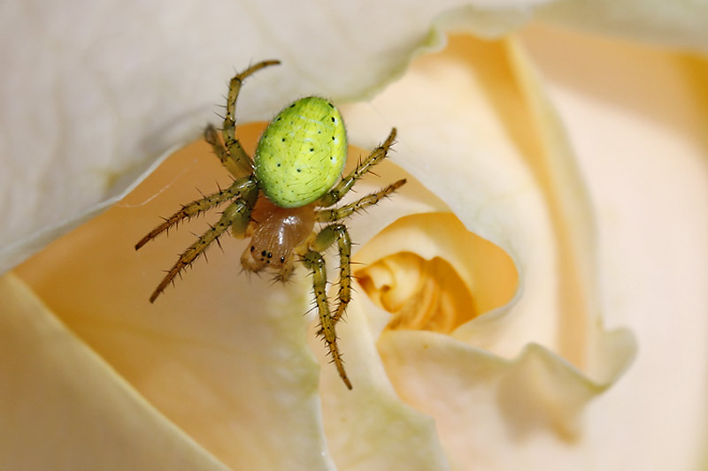 Kürbisspinne auf einer halb geöffneten Rosenknospe