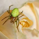 Kürbisspinne auf einer halb geöffneten Rosenknospe