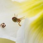  Kürbisspinne auf Narzissenblüte