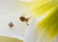  Kürbisspinne auf Narzissenblüte