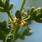 Kürbisspinne im Durchlicht