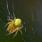 Kürbisspinne im Fliederbaum