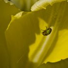 Kürbisspinne in einer Tulpe