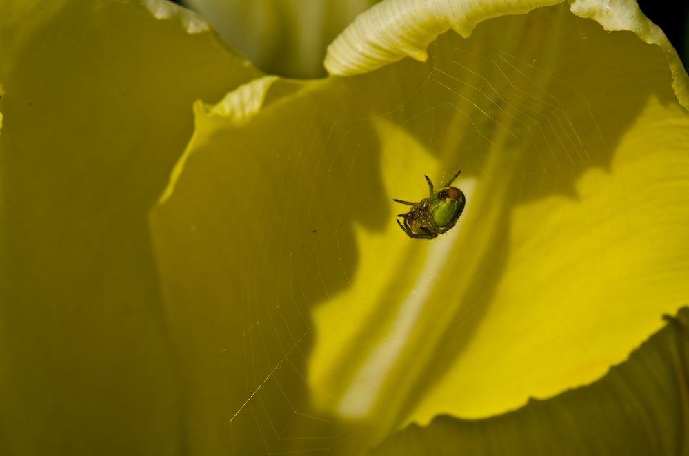 Kürbisspinne in einer Tulpe von photoweise 