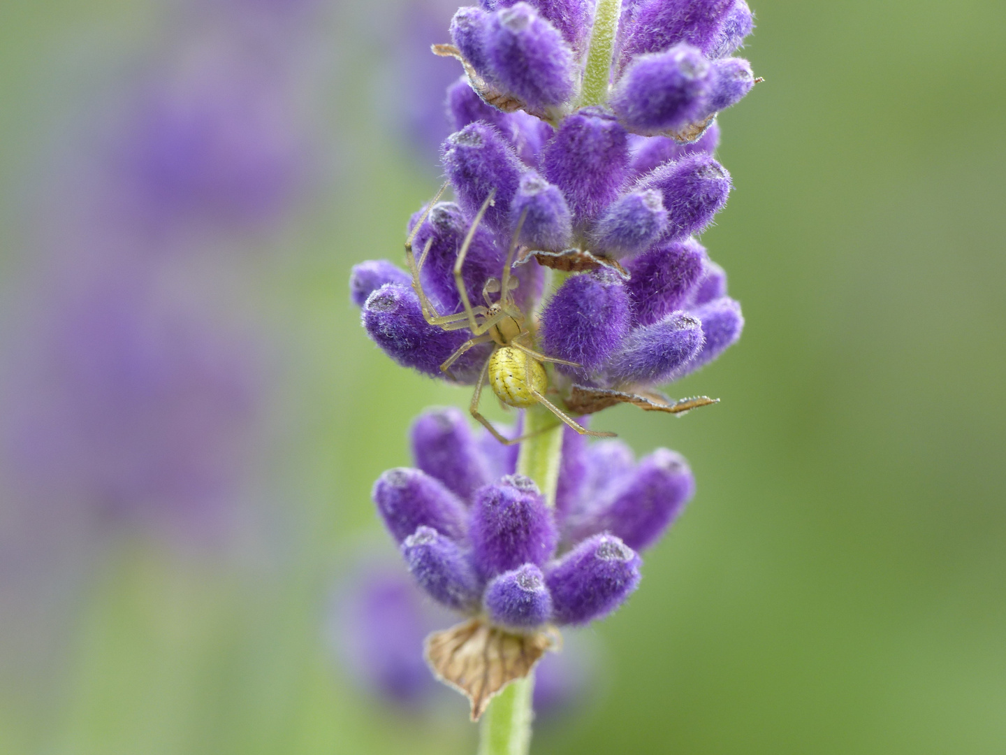 Kürbisspinne lauert im Lavendel