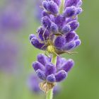 Kürbisspinne lauert im Lavendel