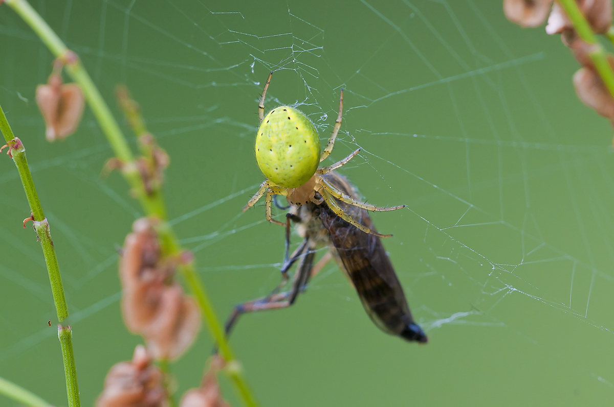 Kürbisspinne mit Bergraubfliege