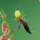 Kürbisspinne mit Bergraubfliege