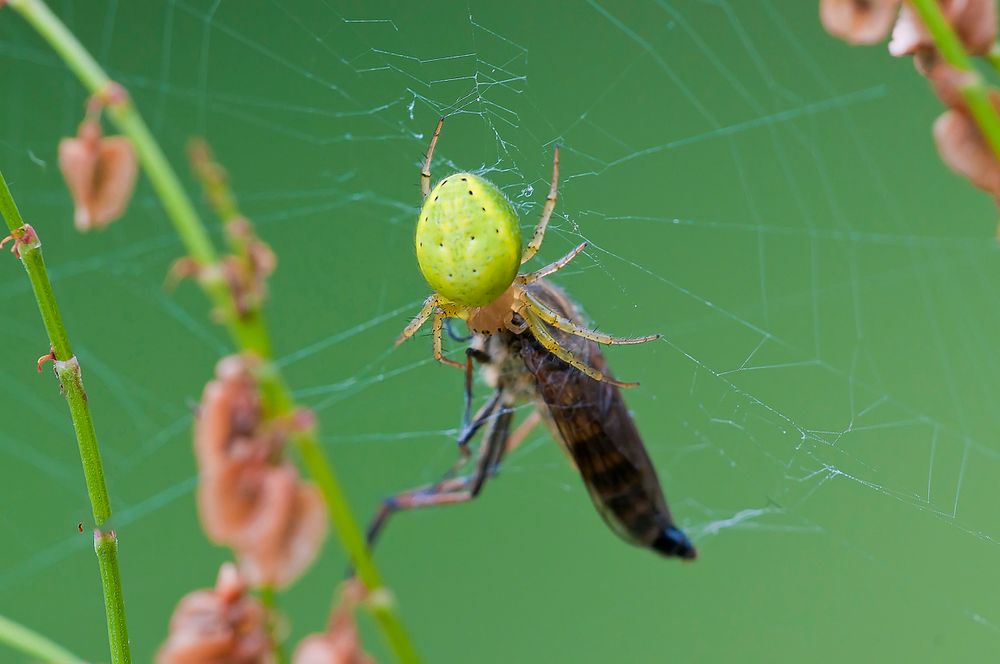 Kürbisspinne mit Bergraubfliege