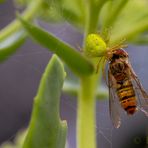 Kürbisspinne mit Beute