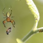 Kürbisspinne mit Futterkammer