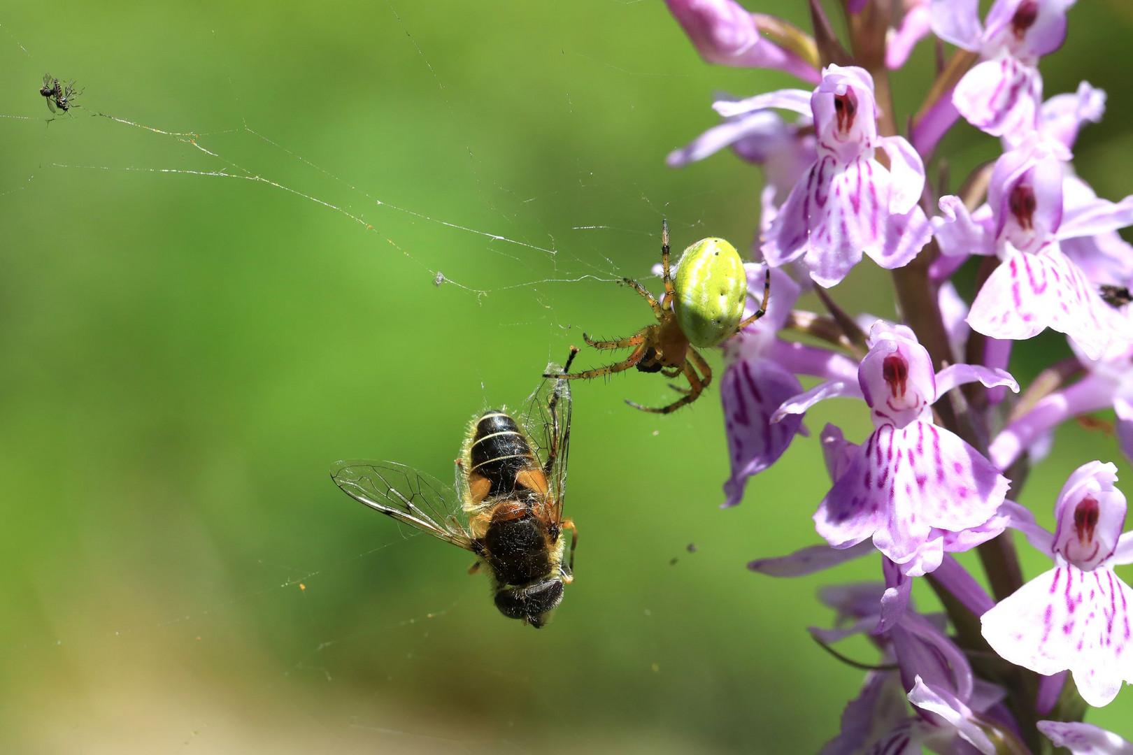 Kürbisspinne mit gefangener Keilfleckschwebfliege auf Fuchsknabenkraut