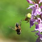 Kürbisspinne mit gefangener Keilfleckschwebfliege auf Fuchsknabenkraut