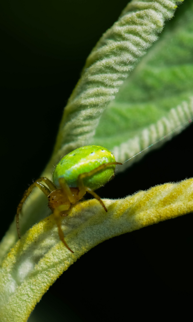 Kürbisspinne mit sichtbaren Spinnfaden