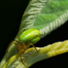 Kürbisspinne mit sichtbaren Spinnfaden