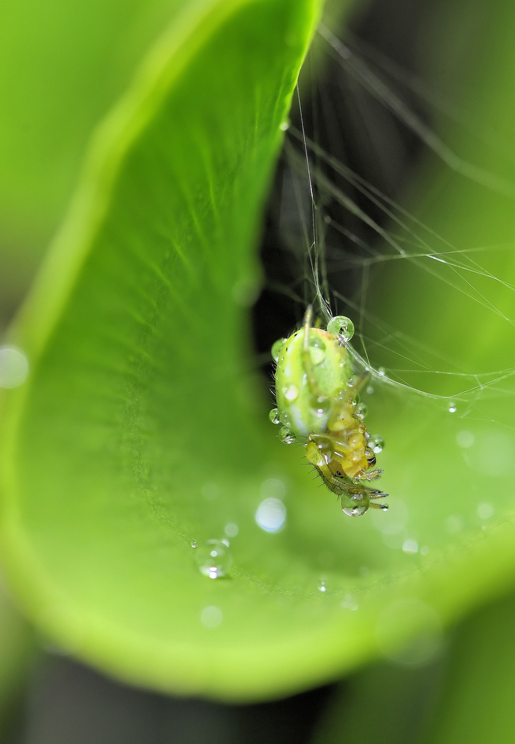 Kürbisspinne nach dem Regen auf Ginkoblatt