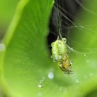 Kürbisspinne nach dem Regen auf Ginkoblatt