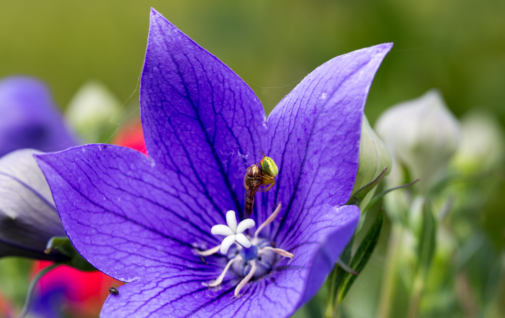 Kürbisspinne Thekla liebt die Farbe Lila