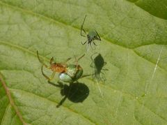 Kürbisspinne und Blattlaus