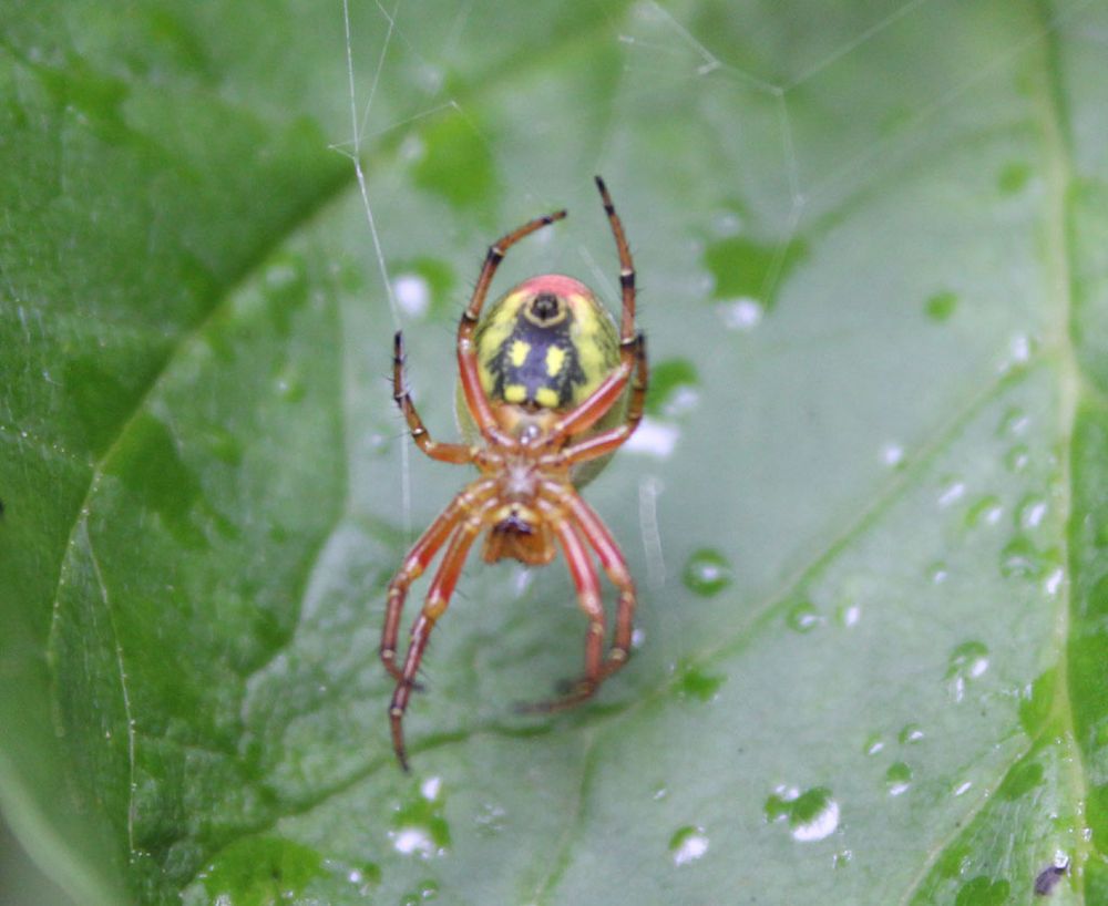 Kürbisspinne...Araniella cucurbitina? Foto & Bild | andere tiere, natur ...