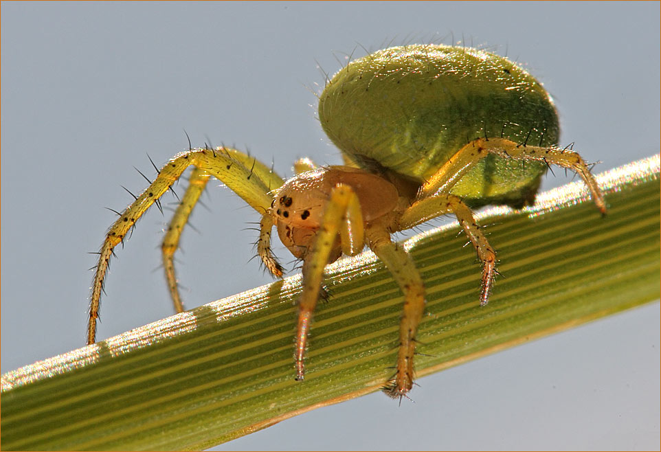 Kürbisssuppe.... ähhh -spinne