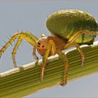 Kürbisssuppe.... ähhh -spinne