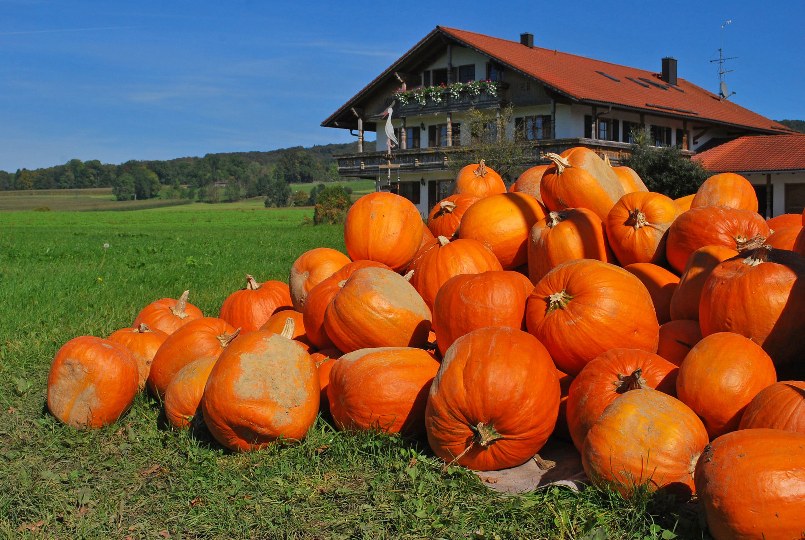 Kürbistreffen am Bauernhaus