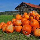 Kürbistreffen am Bauernhaus