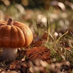 Kürbiszeit (101)