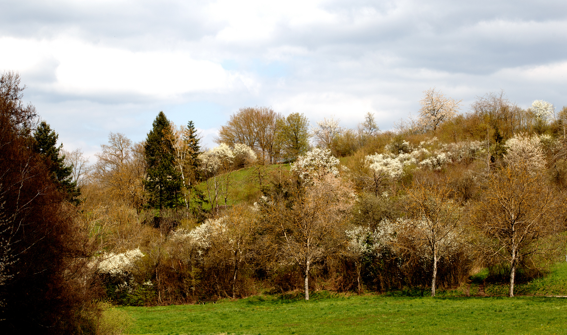 Kürnbacher Rundweg im Frühling