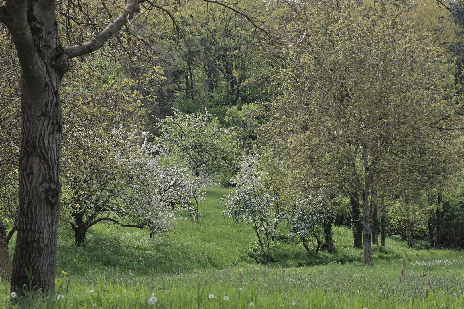 Kürnbacher Streuobstwiesen im Frühling